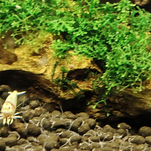 Vend Aquarium complet avec souche crevettes