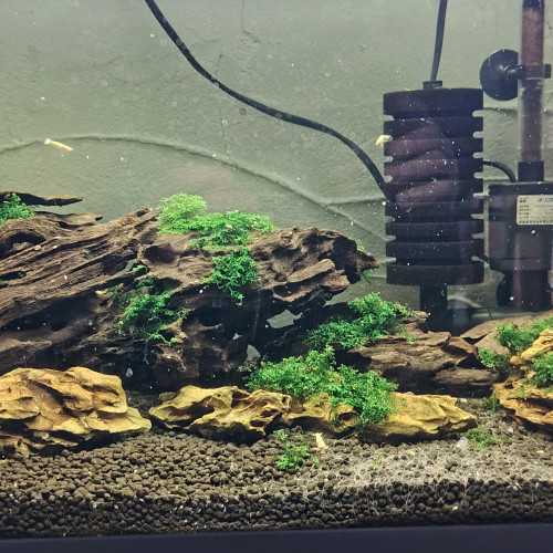 Vend Aquarium complet avec souche crevettes