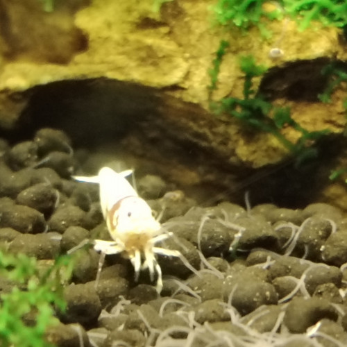 Vend Aquarium complet avec souche crevettes