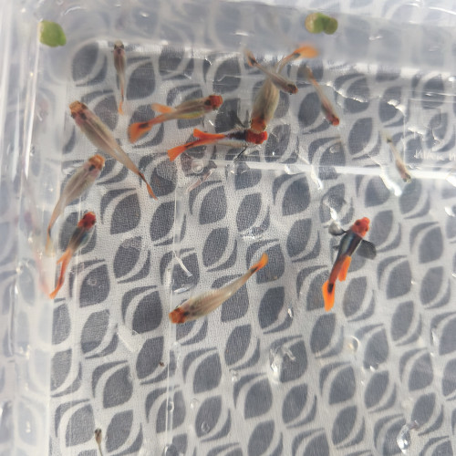 Trio guppy koi tuxedo