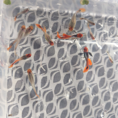 Trio guppy koi tuxedo