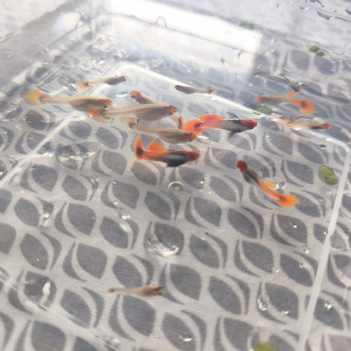 Trio guppy koi tuxedo