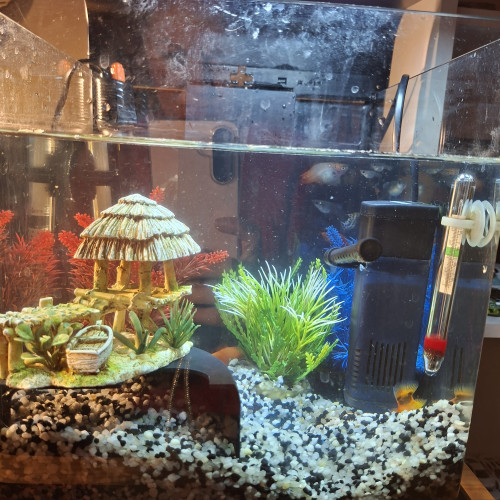 Aquarium et poissons