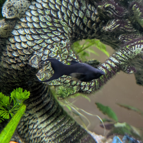 Black molly 3-4mois