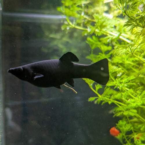 Black molly 3-4mois