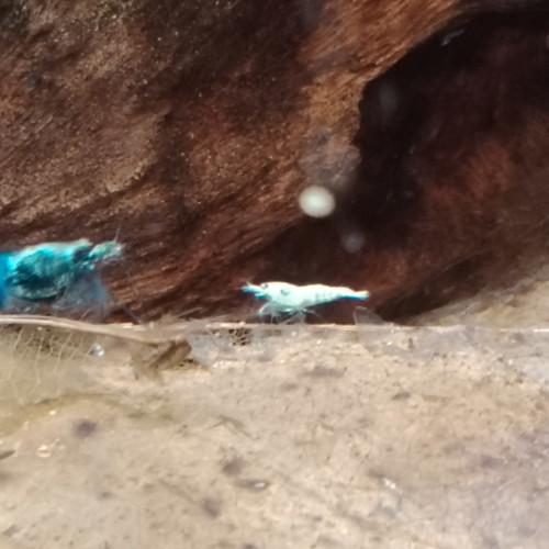 Crevettes blues océan