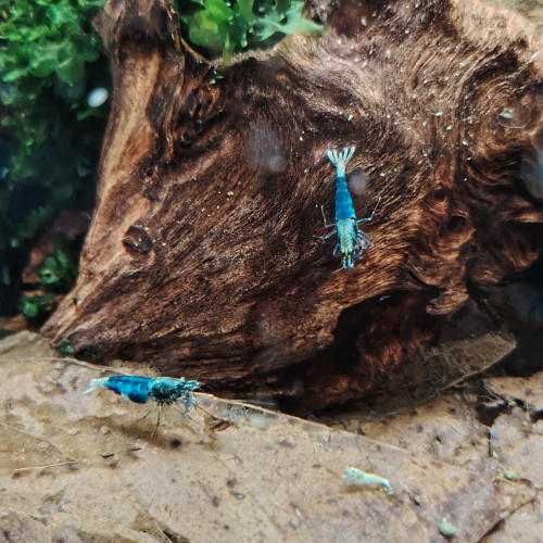 Crevettes blues océan