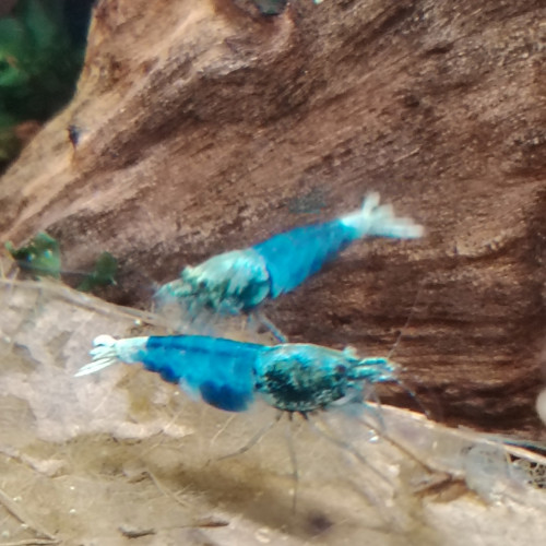 Crevettes blues océan