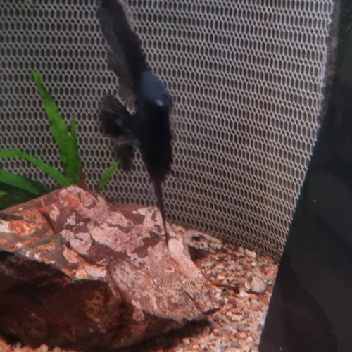 trio scalaires Pinoy black marbré