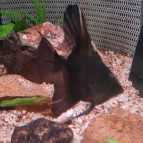 trio scalaires Pinoy black marbré