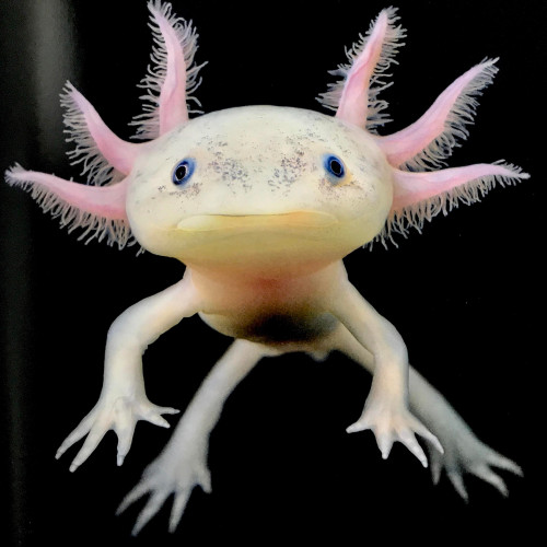 Recherche Axolotl