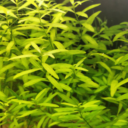 Hygrophila polysperma