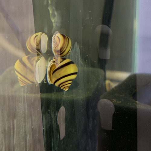 Asolene Spixi - Souche Premium (Anti-Hydres Naturel)