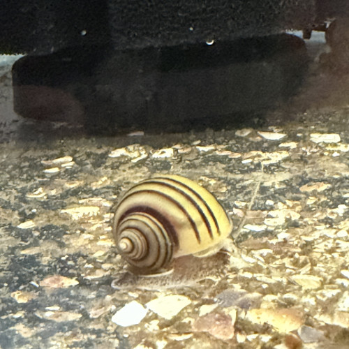 Asolene Spixi - Souche Premium (Anti-Hydres Naturel)