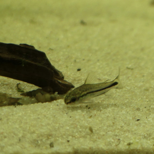 Corydoras pygmée