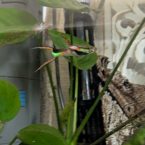 Guppy endler mâle