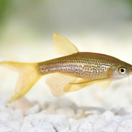 Jeunes danios léopard