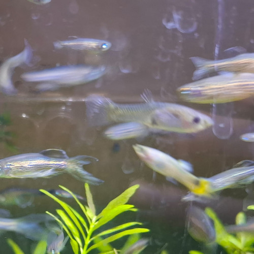 Jeunes danios léopard