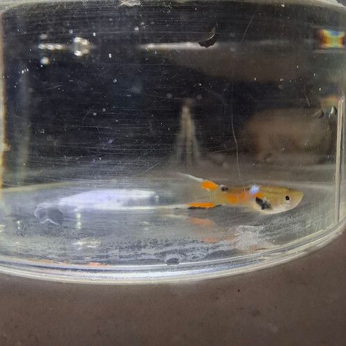 Guppys Endler mâles