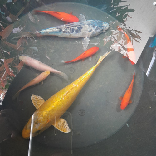 Lot 2 carpe koi et 6 poissons rouges de bassin