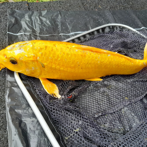 Lot 2 carpe koi et 6 poissons rouges de bassin