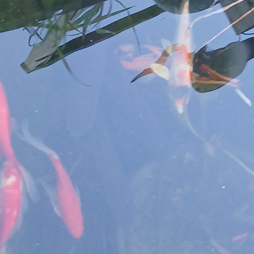 Carpes koï amour blanc poissons rouge