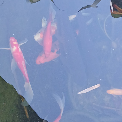 Carpes koï amour blanc poissons rouge