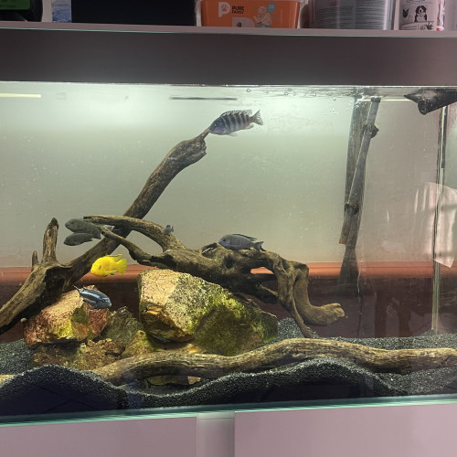 Aquarium 200L équipé complet avec poissons