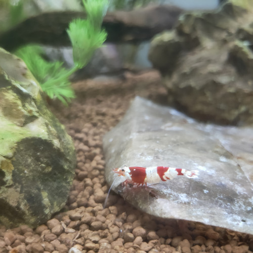 Crevettes CRS – 30 disponibles