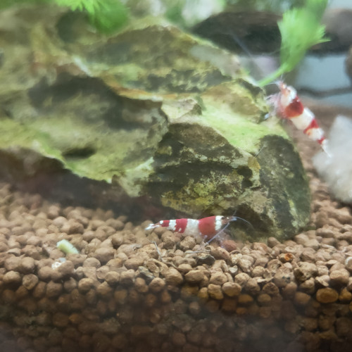 Crevettes CRS – 30 disponibles