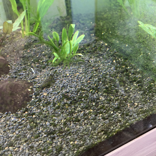 Donne ou échange Ancistrus