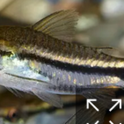 Corydoras Pygmaeus