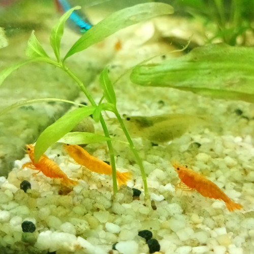 Orange opaque haut grade