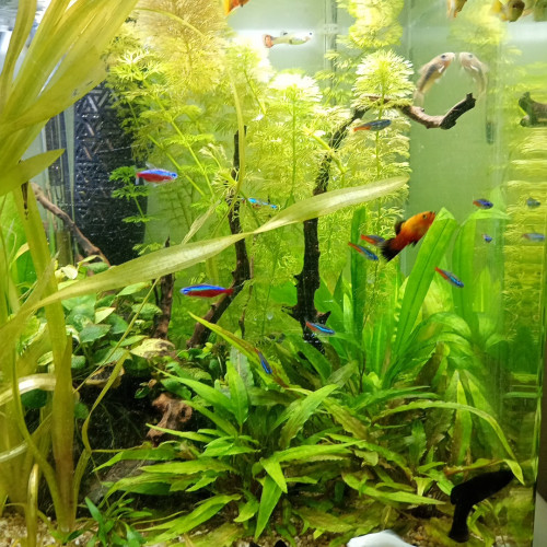 Orange opaque haut grade