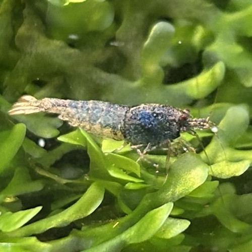 Don boue bolt femelle