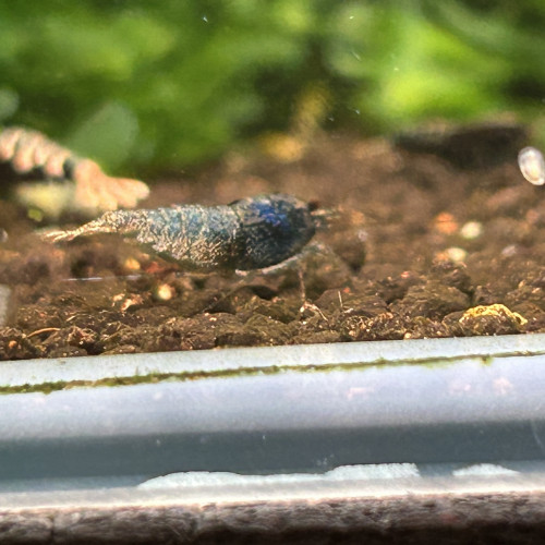 Don boue bolt femelle