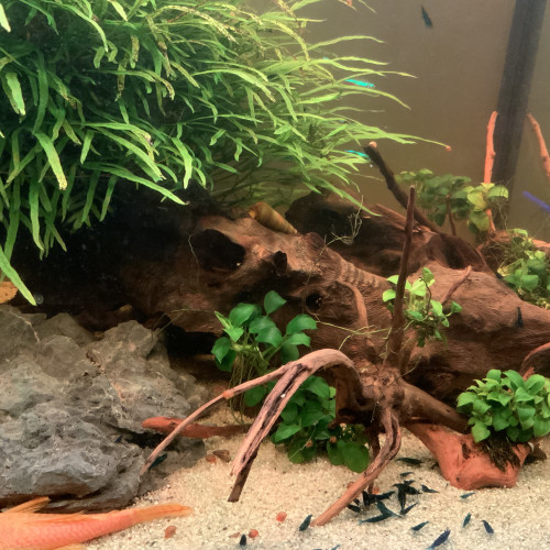 Crevettes Blue Dream (Neocaridina)