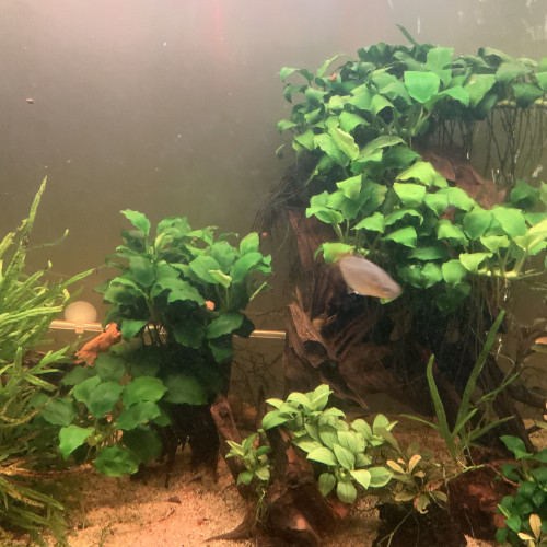 Crevettes Blue Dream (Neocaridina)