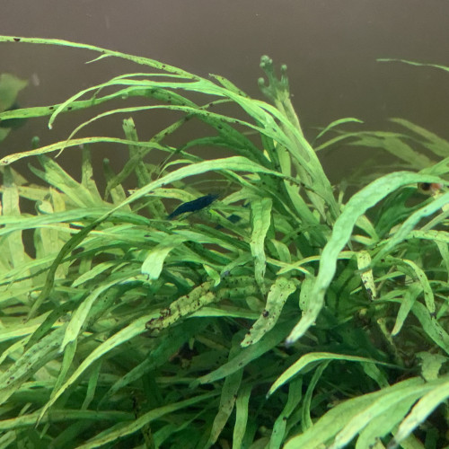 Crevettes Blue Dream (Neocaridina)