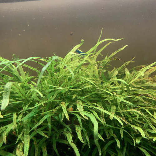 Crevettes Blue Dream (Neocaridina)