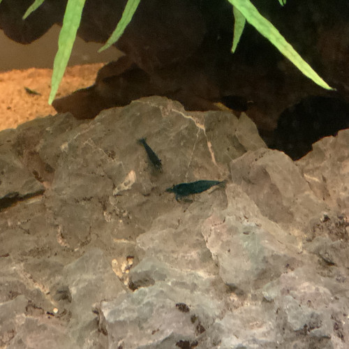 Crevettes Blue Dream (Neocaridina)