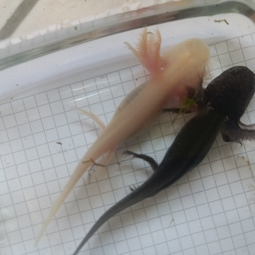 Axolotl Besançon