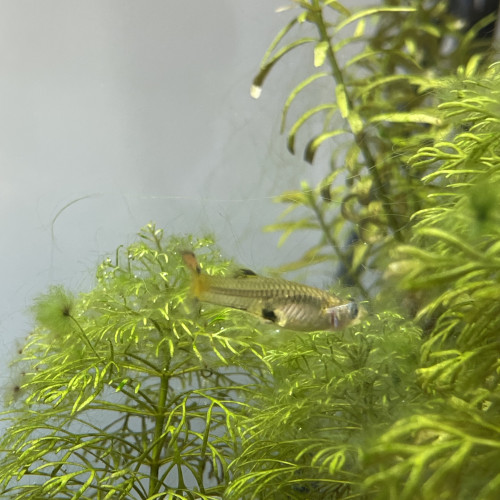 Alevin Guppy 4/5 mois