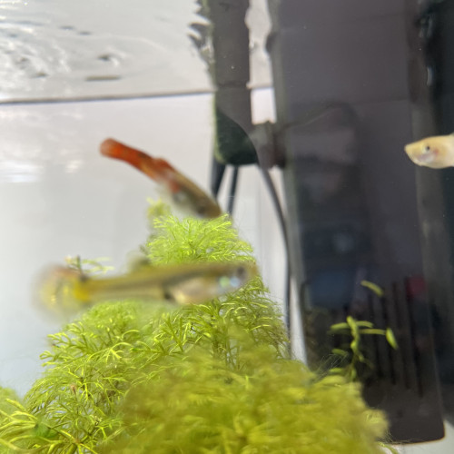 Alevin Guppy 4/5 mois