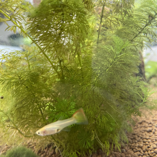 Alevin Guppy 4/5 mois