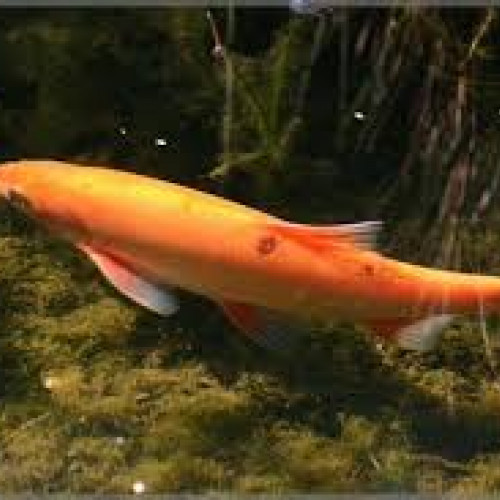 Ides mélanotes dorés