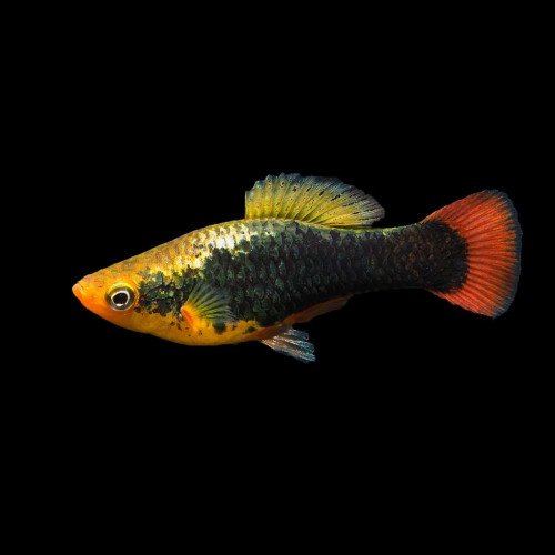 recherches des platys en échanges contre guppys et guppys endler