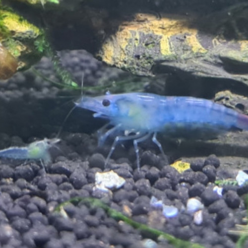 Crevette neocaridina Blue jelly