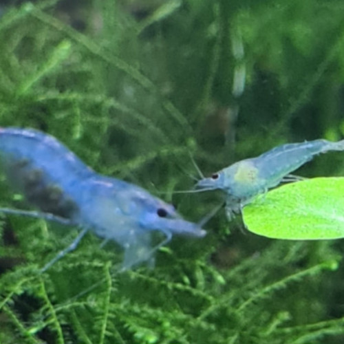 Crevette neocaridina Blue jelly