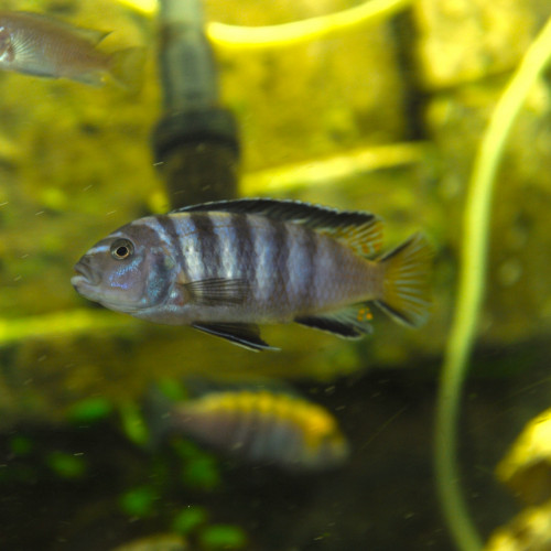 cynotilapia zebroide jalo reef